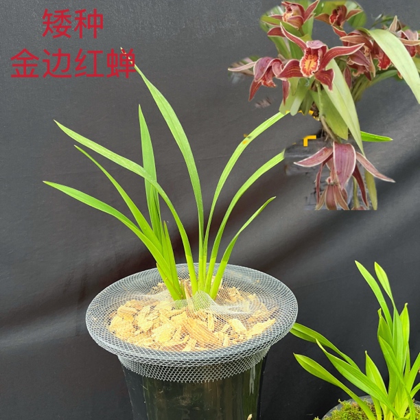 A34（矮种 金边红蝉）两苗 虎头兰 蝉兰 农家自养