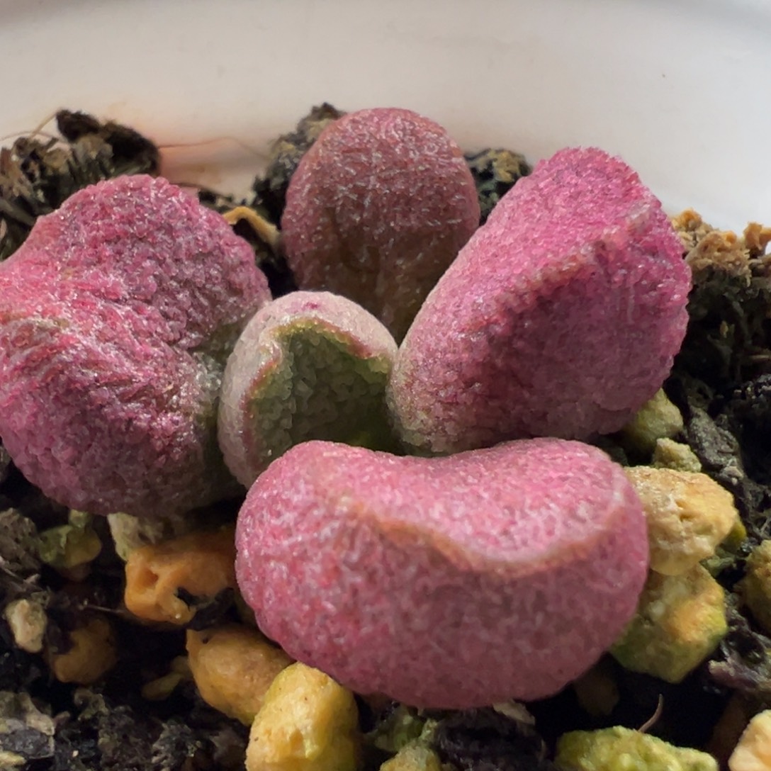 夏娃多肉植物水泡多肉植物