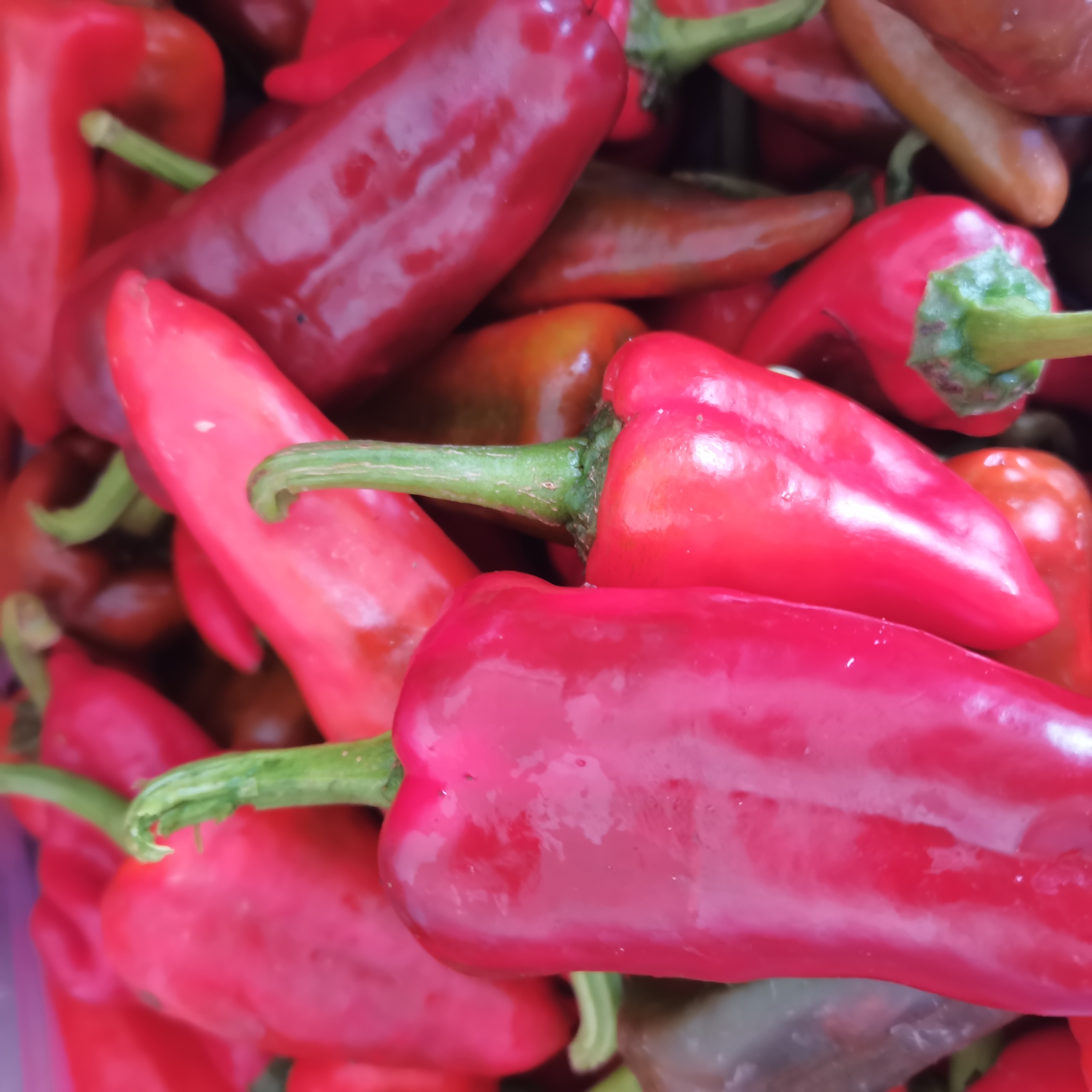 【书记助农】农户自种辣椒红辣椒京东发货