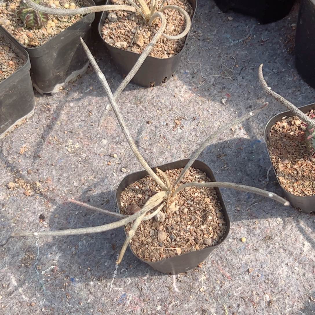 实生 美杜莎仙人球