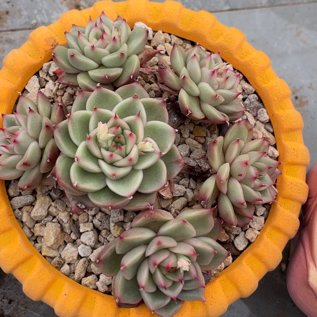 东云长睫毛群生老桩