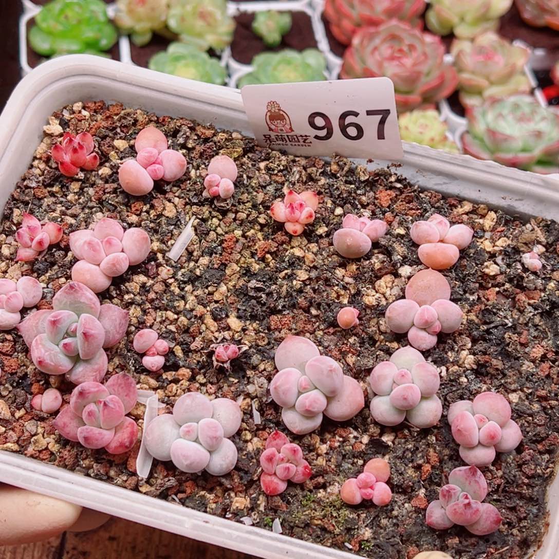 多肉植物多肉植物