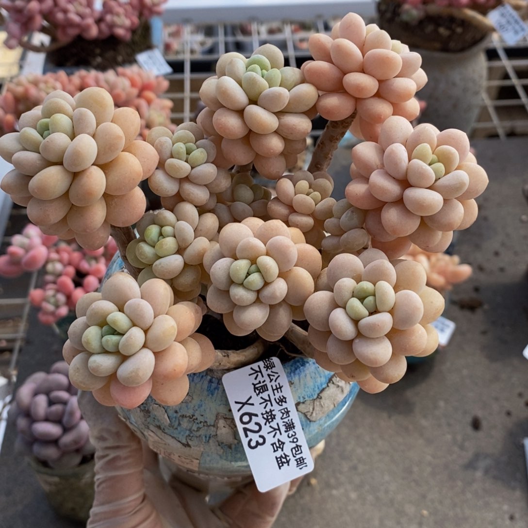 洛可可623/12cm的肉