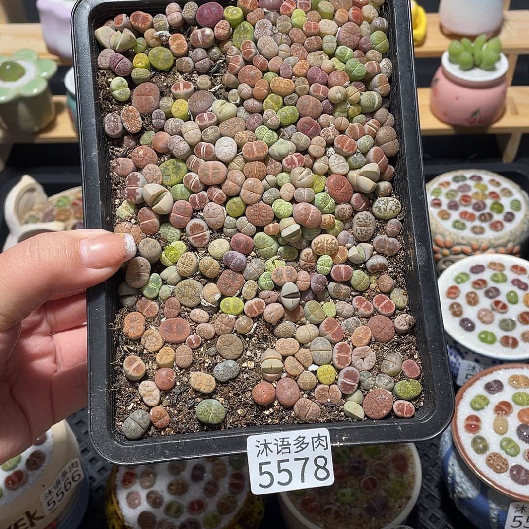 5578 带盆土植物 一物一拍