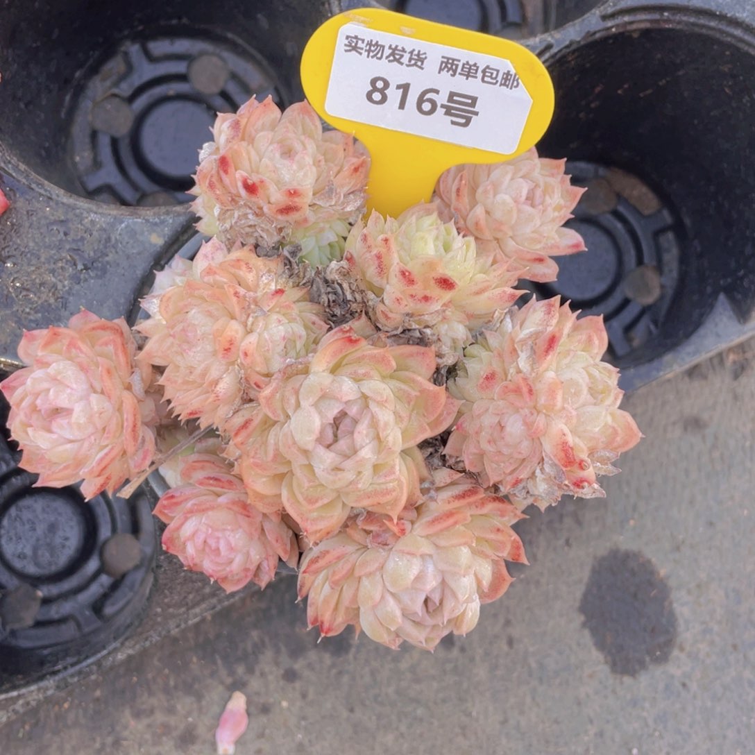 816号粉麦秆母本大群生一个不包整