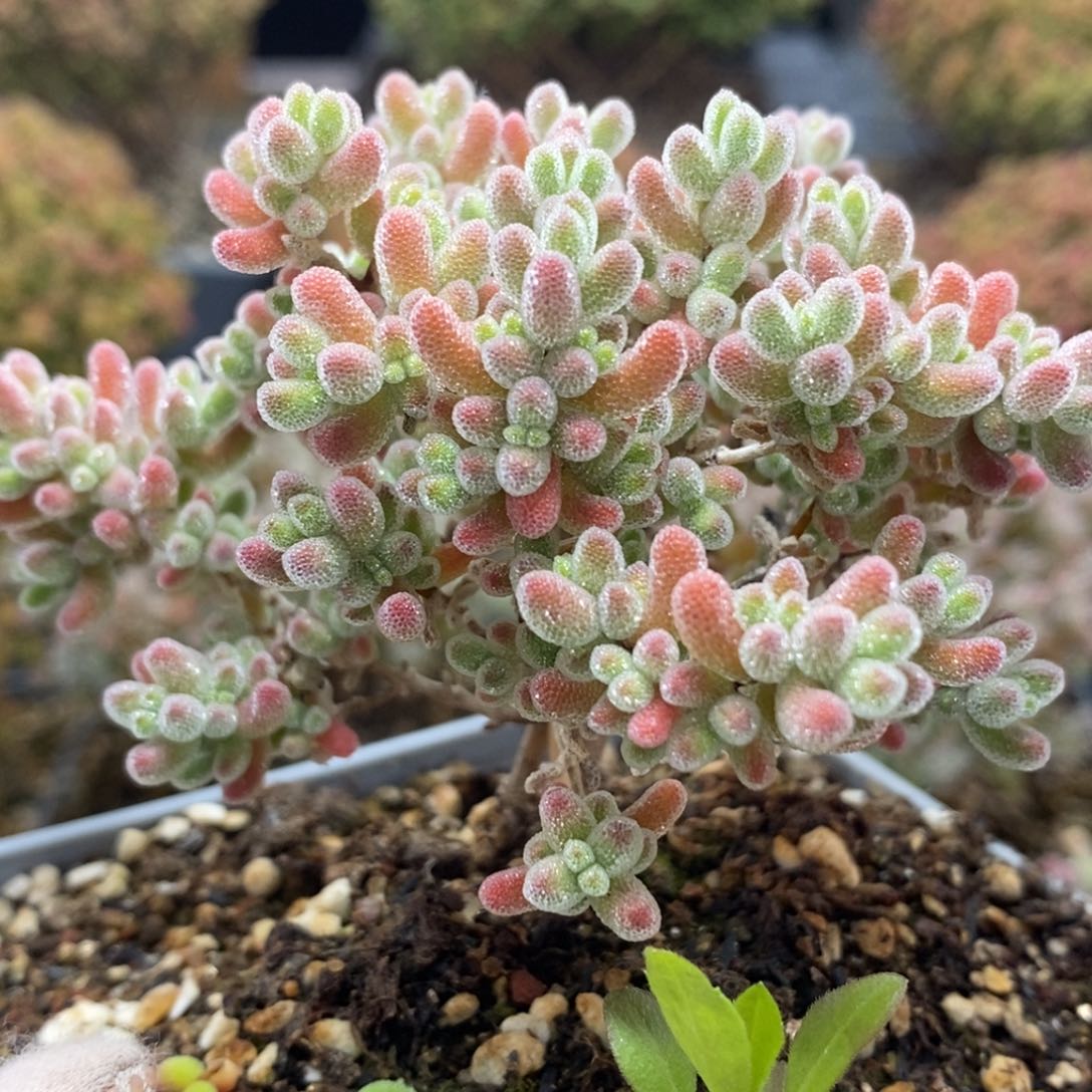 枝干捡漏实生冰晶4601年后发货