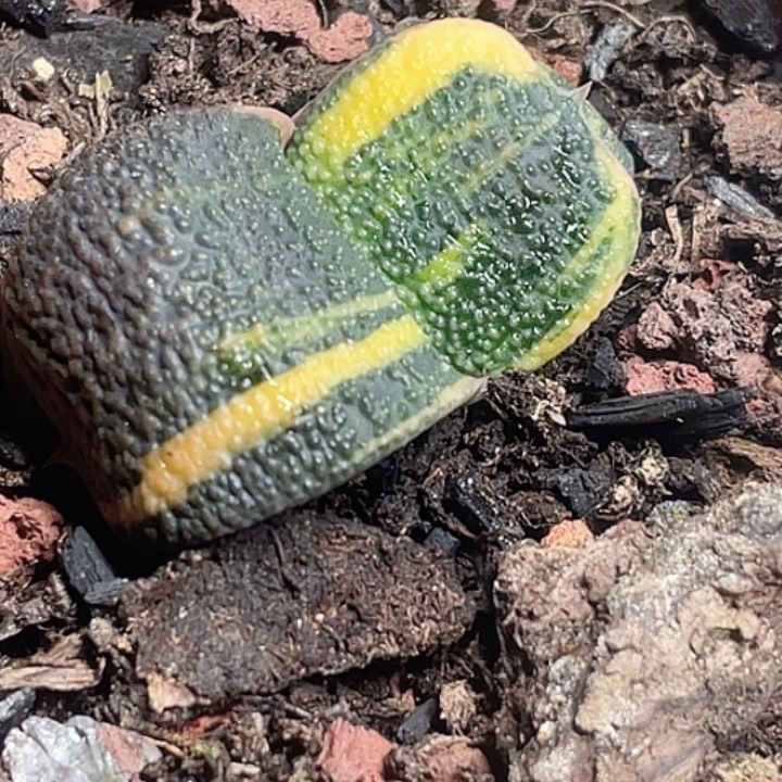 一物一拍竞拍福利拍