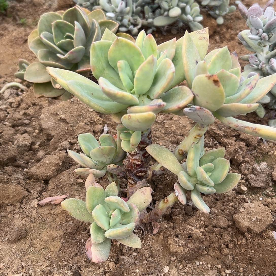 多肉植物芒果美人