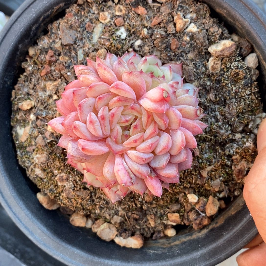 精品多肉一物一拆不包整222