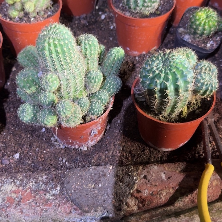 叶***秋无花朵丽花哈哈哈哈哈哈哈