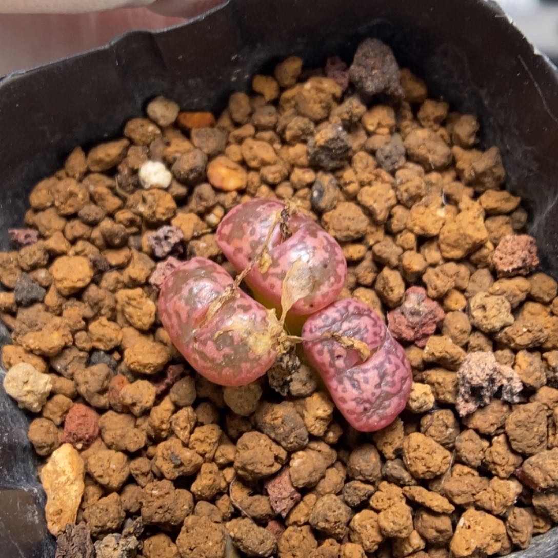 多肉植物肉锥杂交K-032