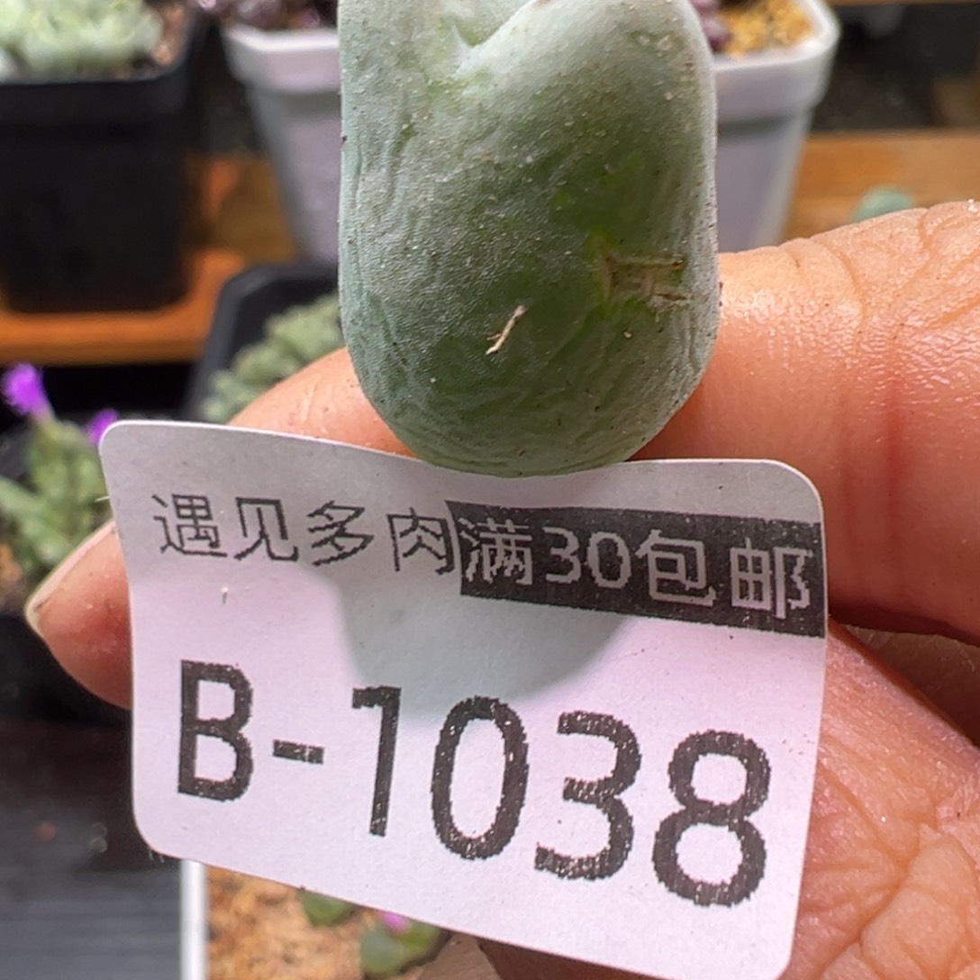 *****多肉植物1111111111111