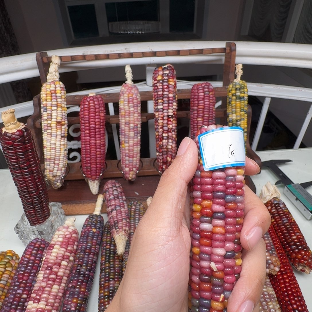 有***好柏香籽/百香籽吊坠