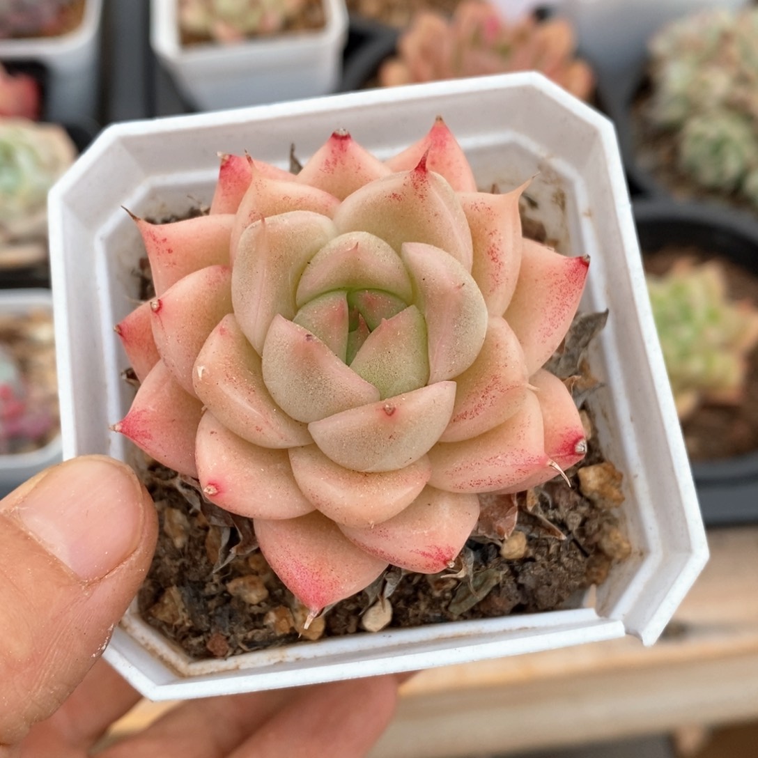 精品多肉一物一拍不包整189