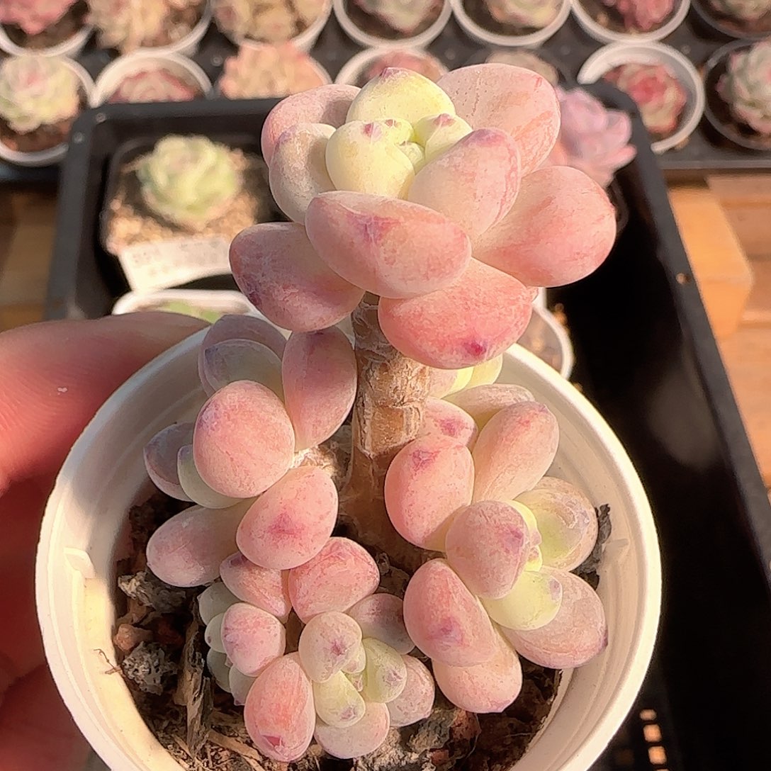 多肉1205-331罗琦小老桩