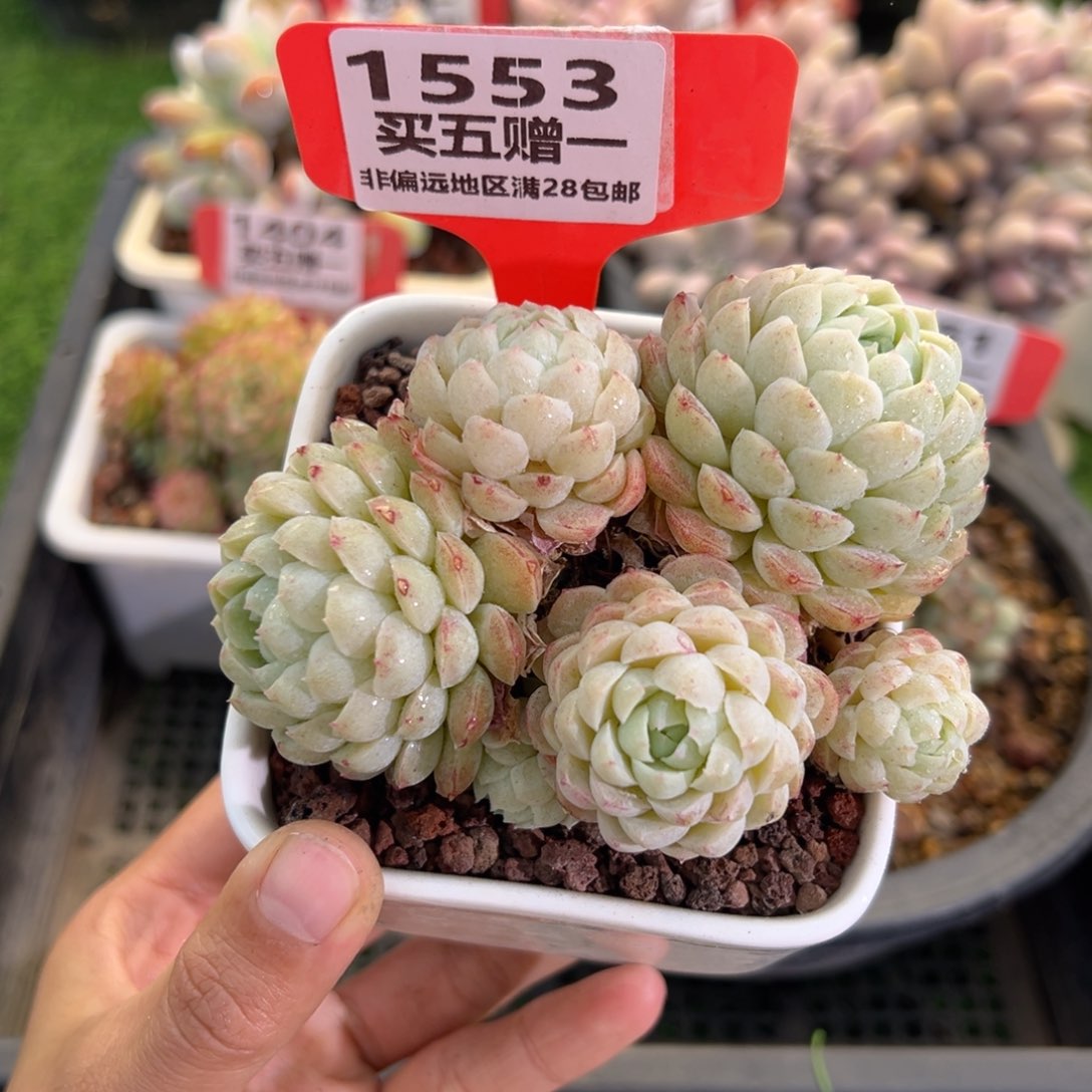 表妹精品多肉1553.