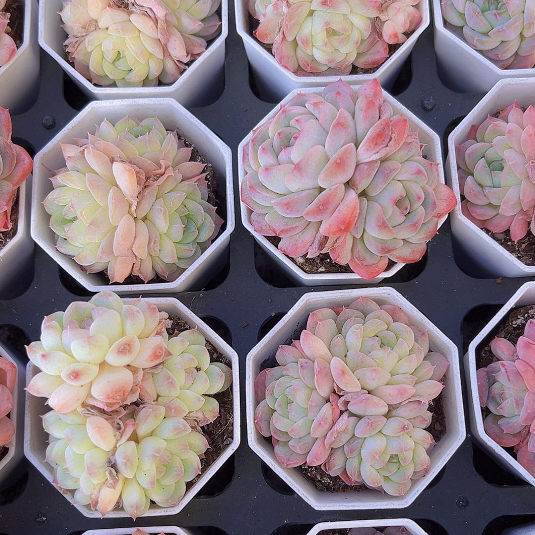 樱花冰魄19包邮多肉泽