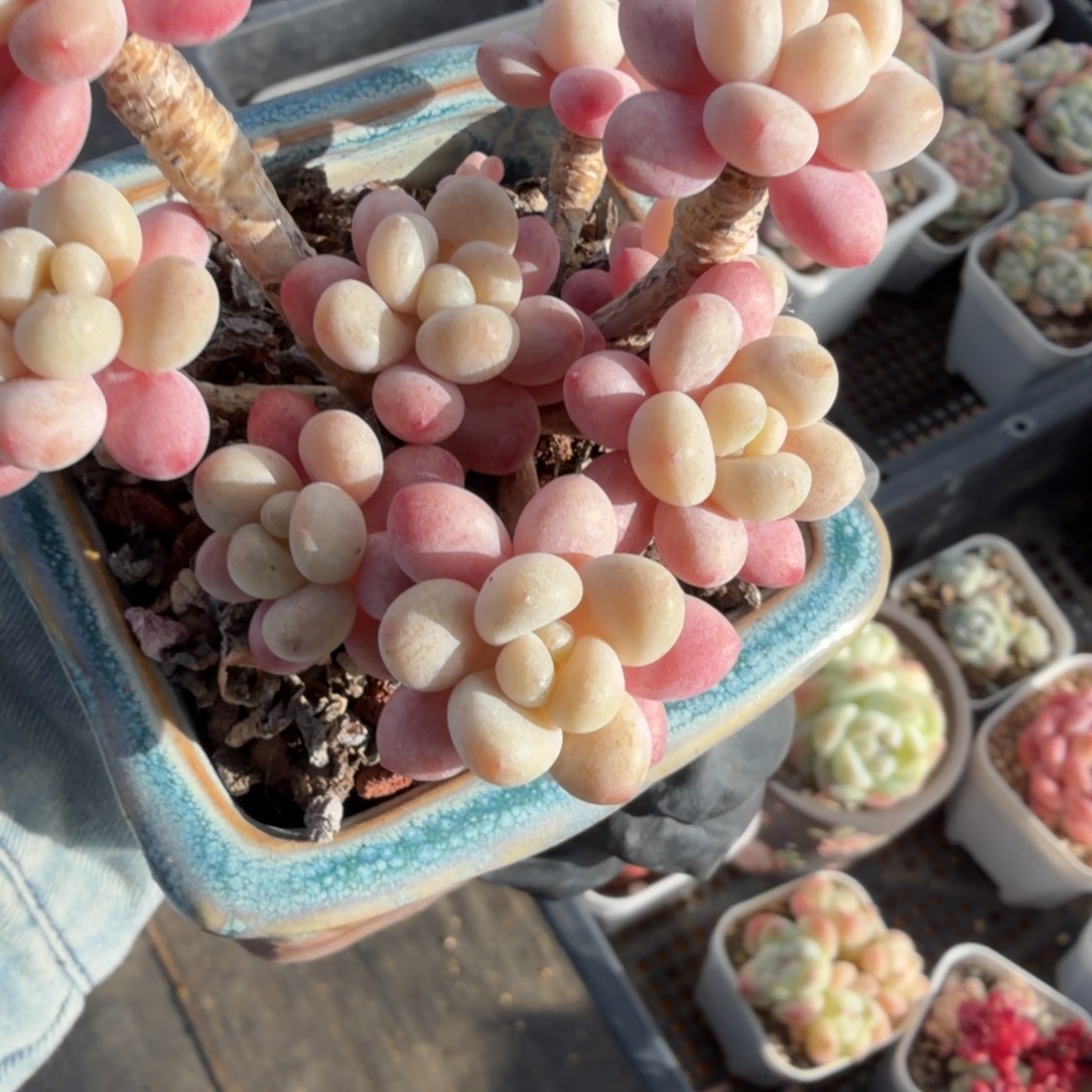 东篱下多肉植物10哈哈