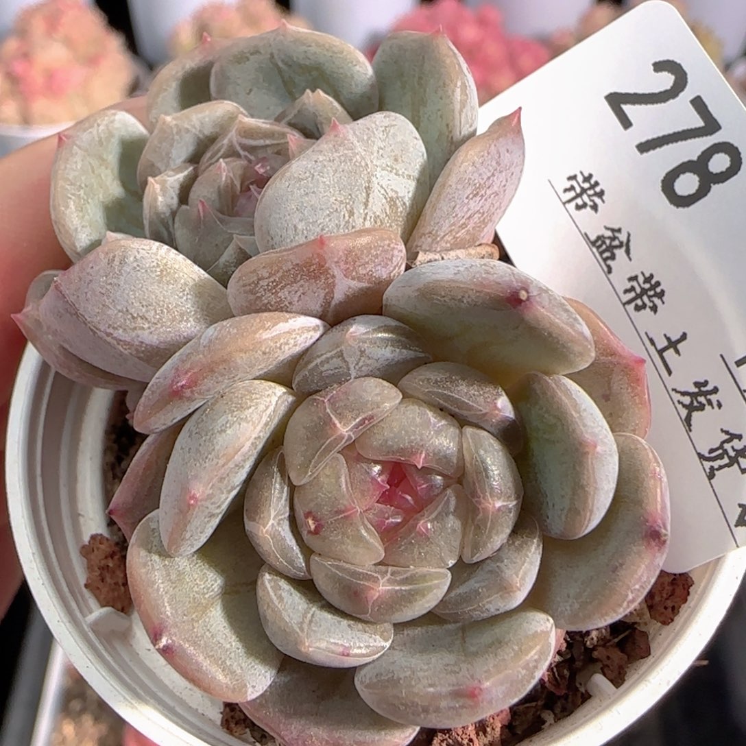 多肉0103-278白恋