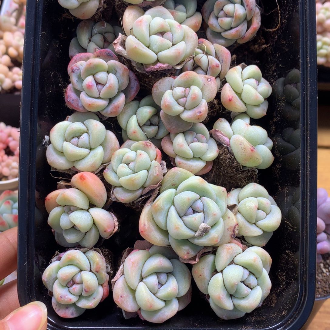 精品小冰玉单头40颗