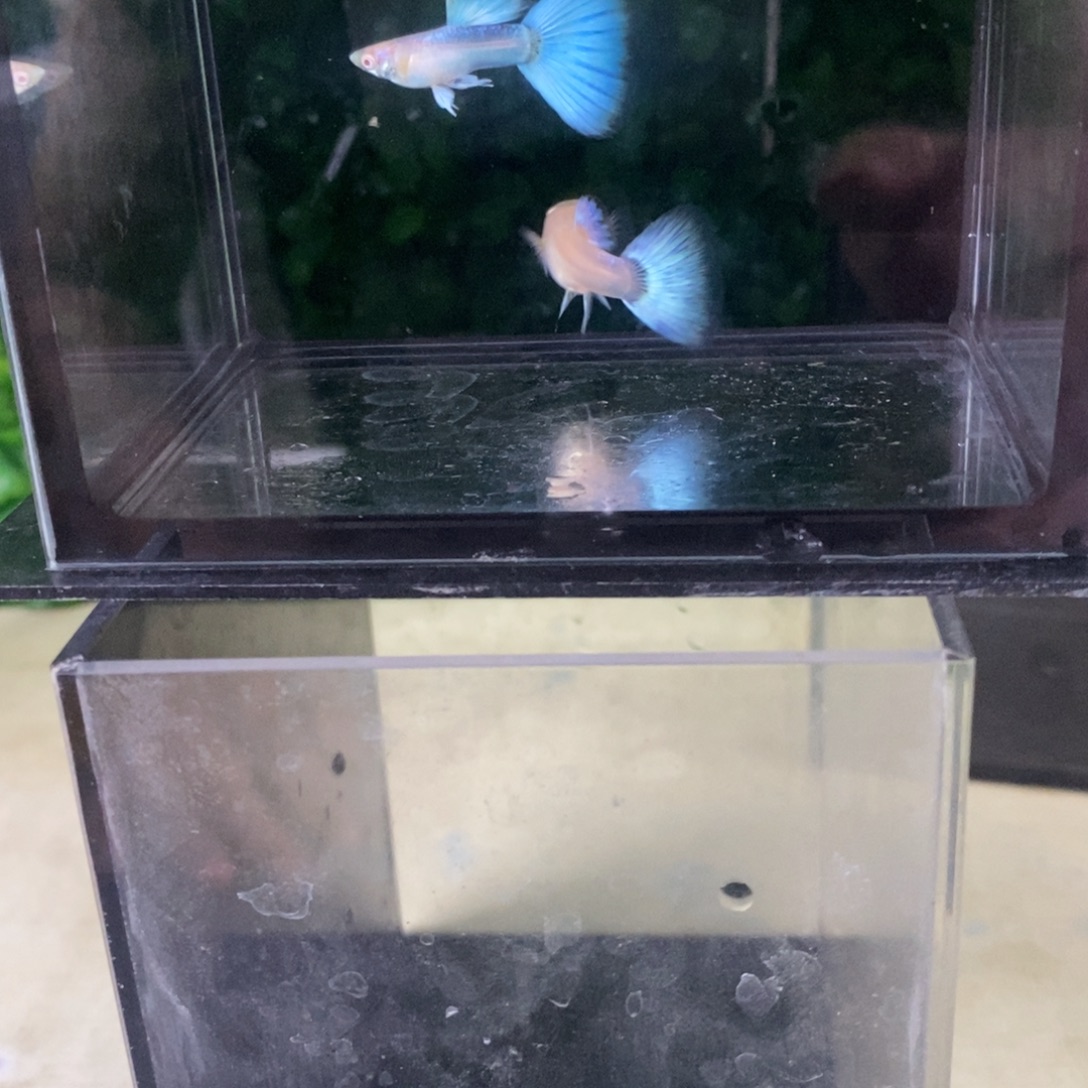 孔雀鱼蓝白欧翼一对
