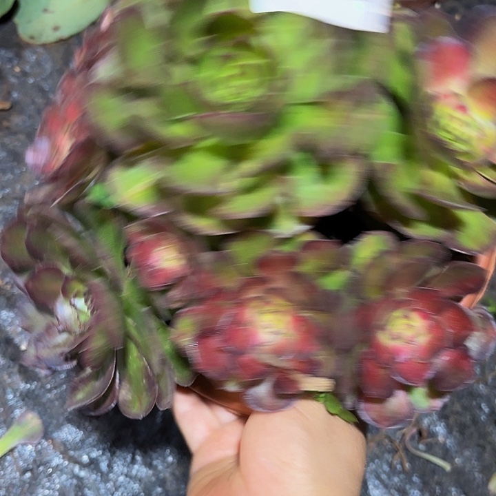多肉植物福利892个