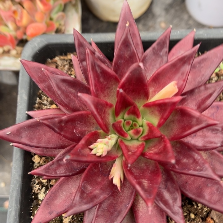 红尘2323多肉植物