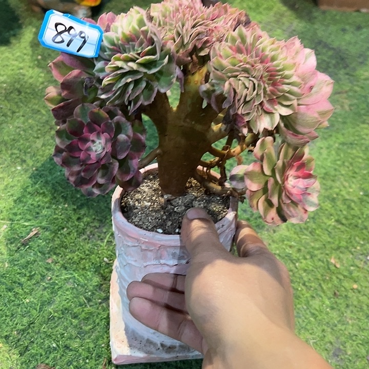 觅***蜜899倾城缀化法师一颗