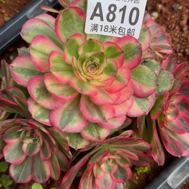 多肉法师海神号多