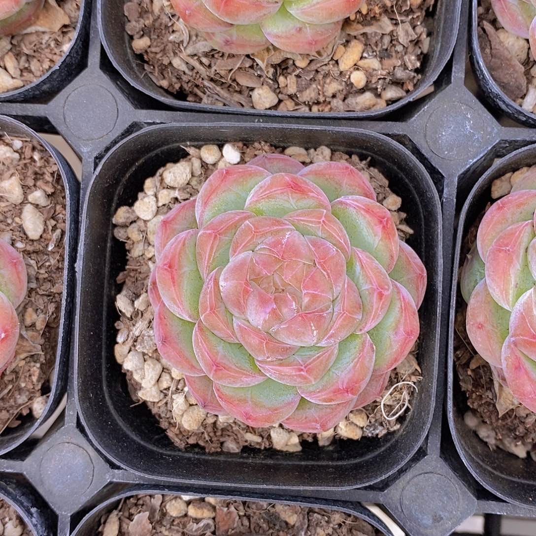 透体芯糖心一颗量拍