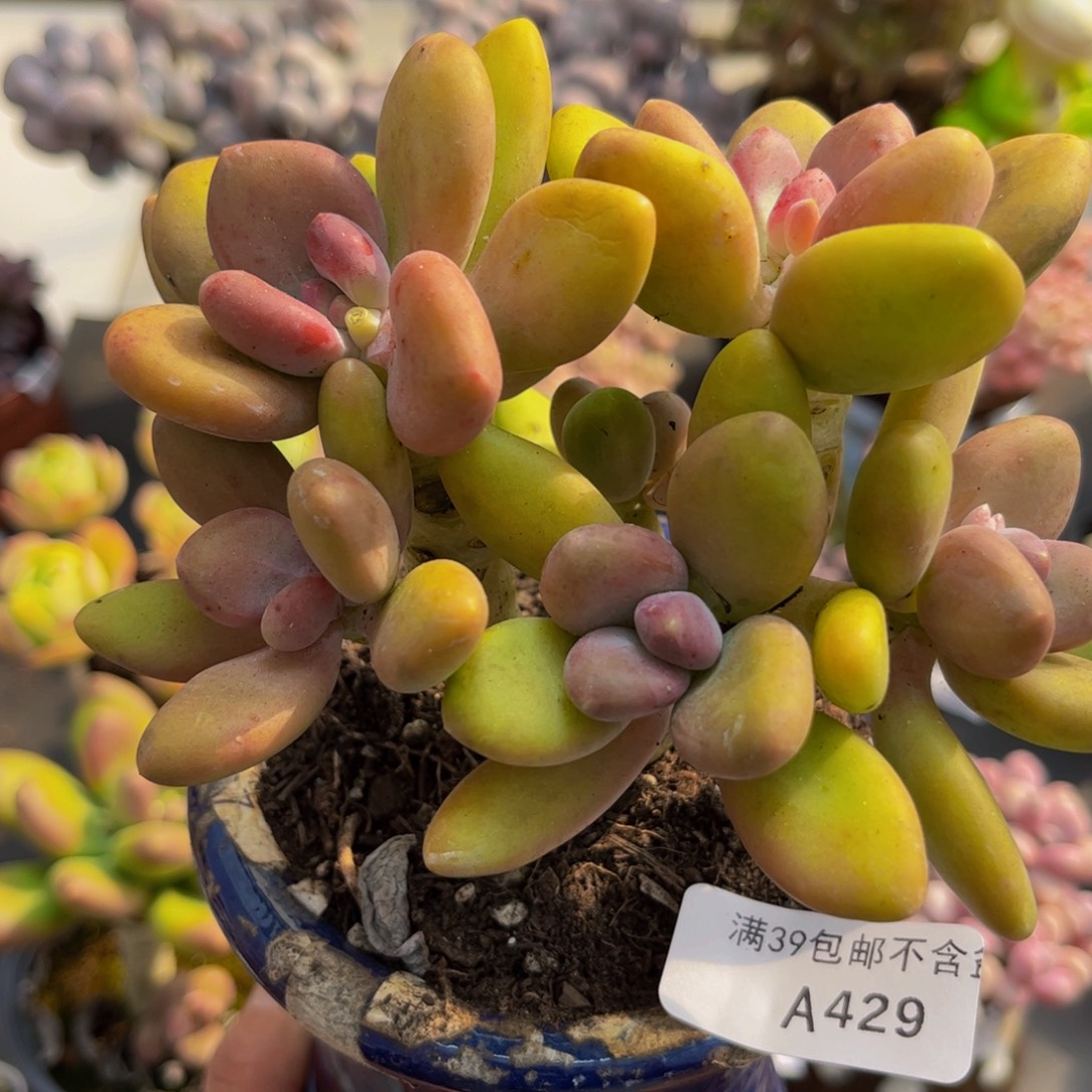 429/10cm芒果奶多肉植物