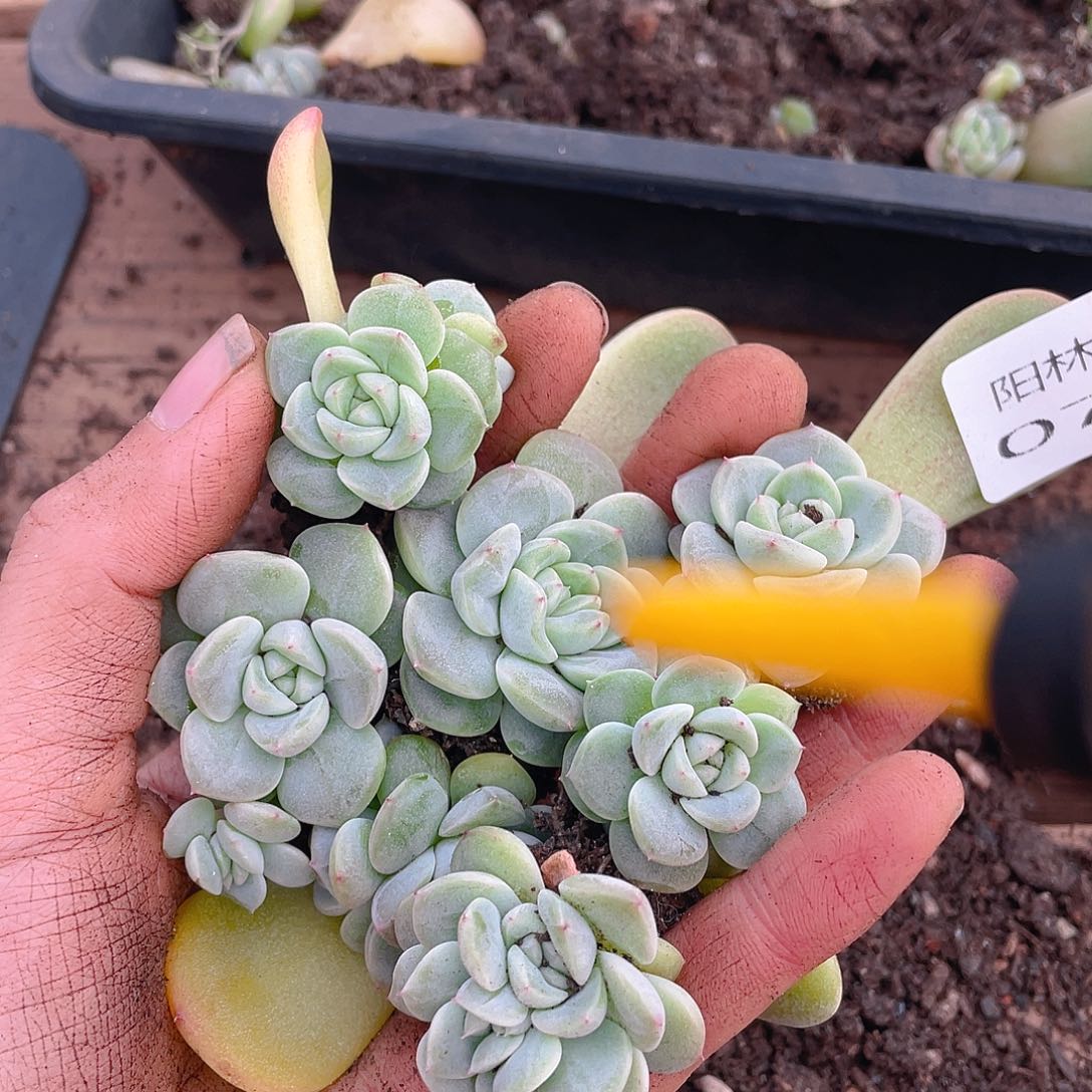多肉植物多肉植物708