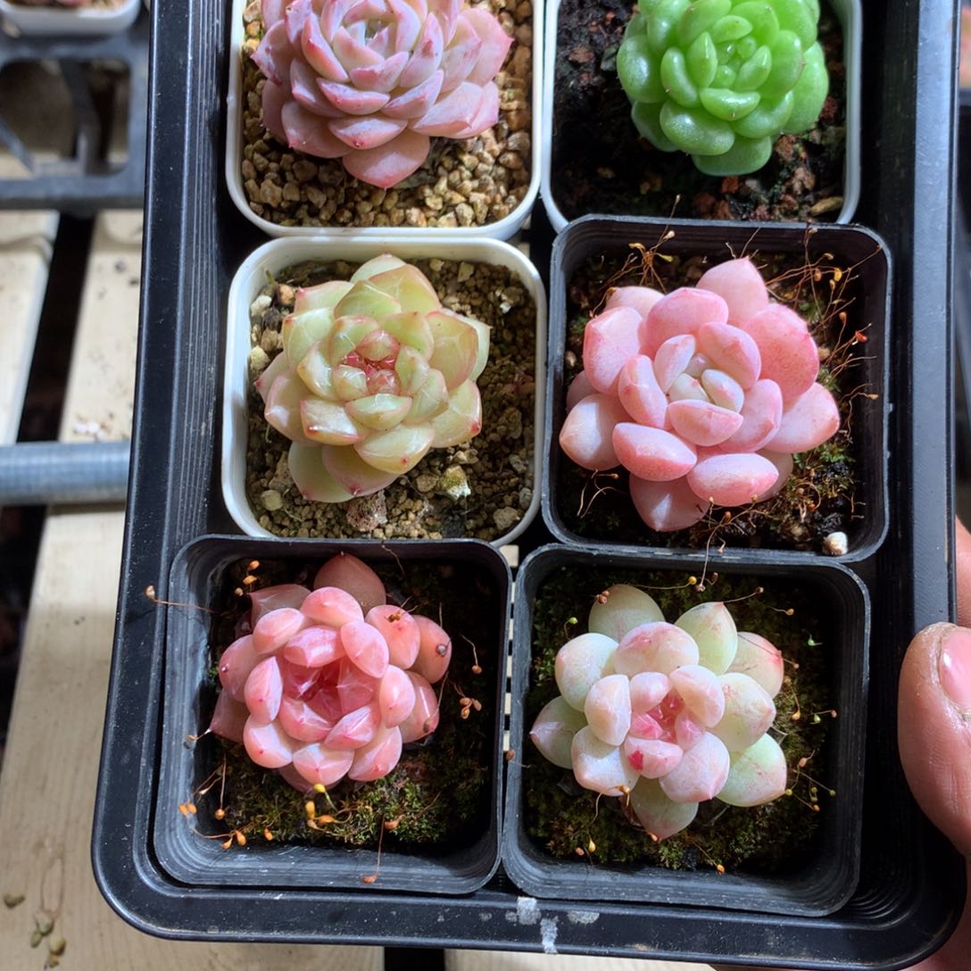 懒羊羊一物一拍一组