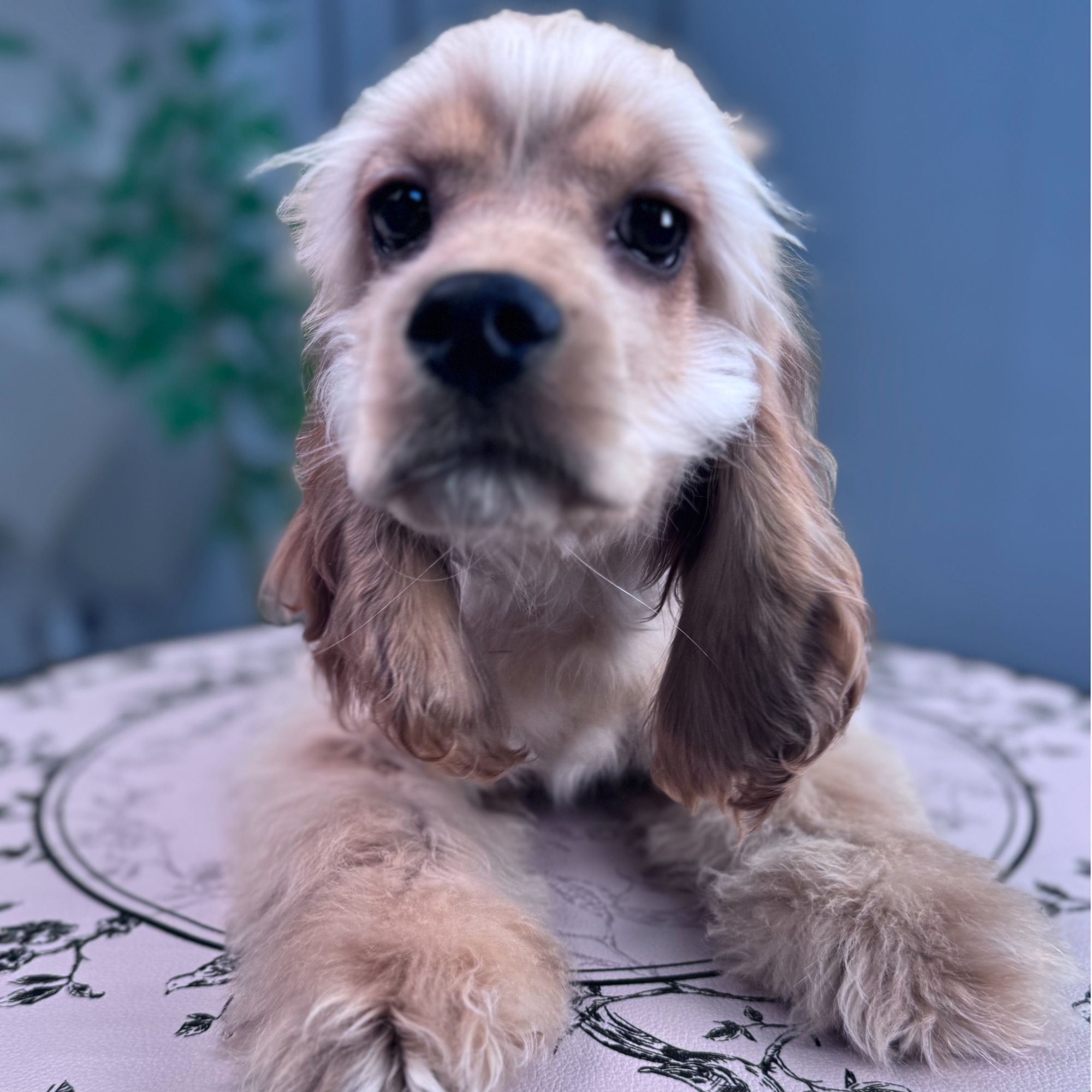 豆豆家的宠物活体狗狗支付链接