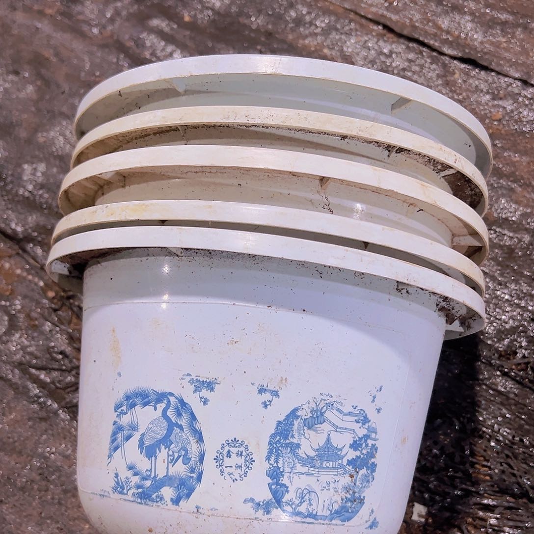 塑料富贵花开24口径16.5高度 5个