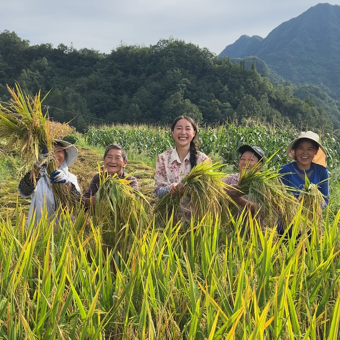 D大巴山高山农家香米 2025年新米新粮