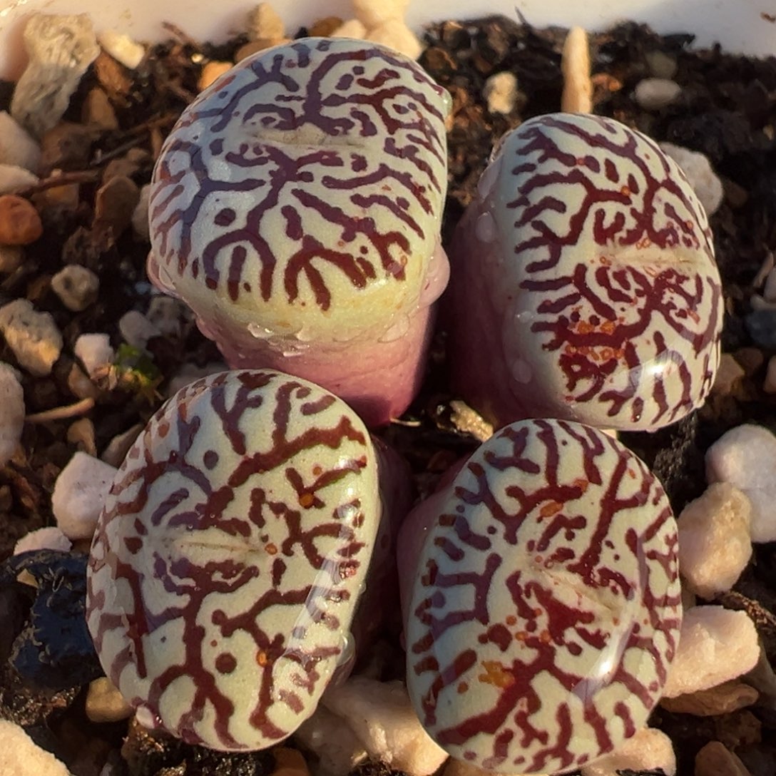 紫墨群多肉植物百科