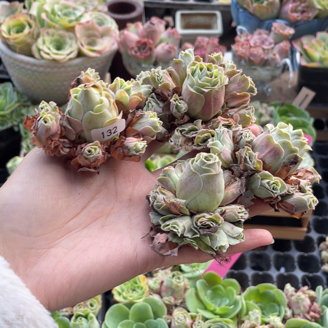 柠***儿多肉植物山地玫瑰132四颗