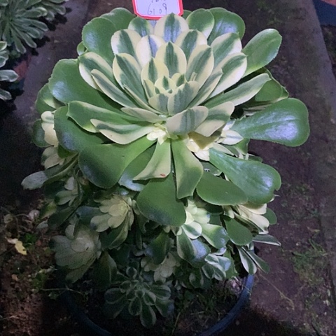 一****陌6109辛尼亚多肉植物