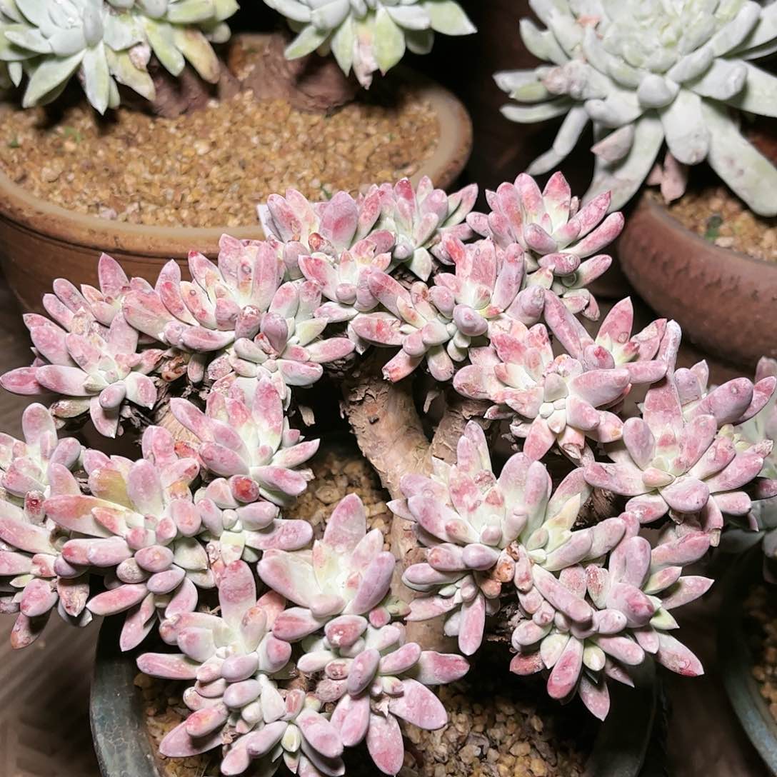 9162白姆瑞吉娜仙女杯多肉