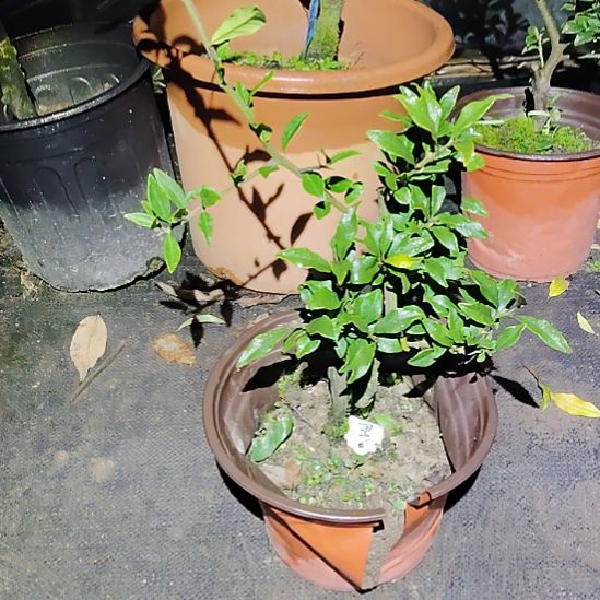 当前无花朵，栽培后可花朵正红旗