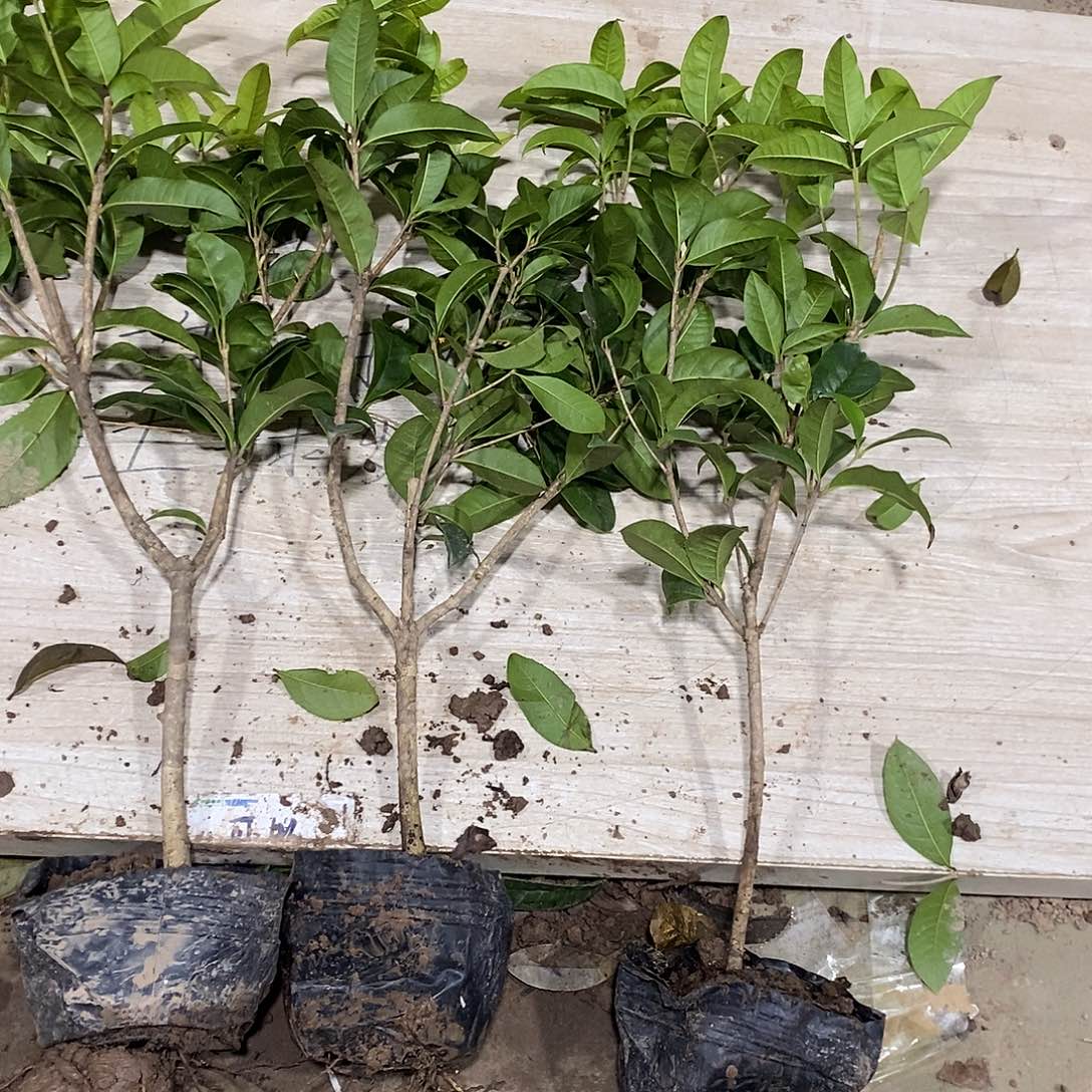 完全开放四季桂花一物一拍