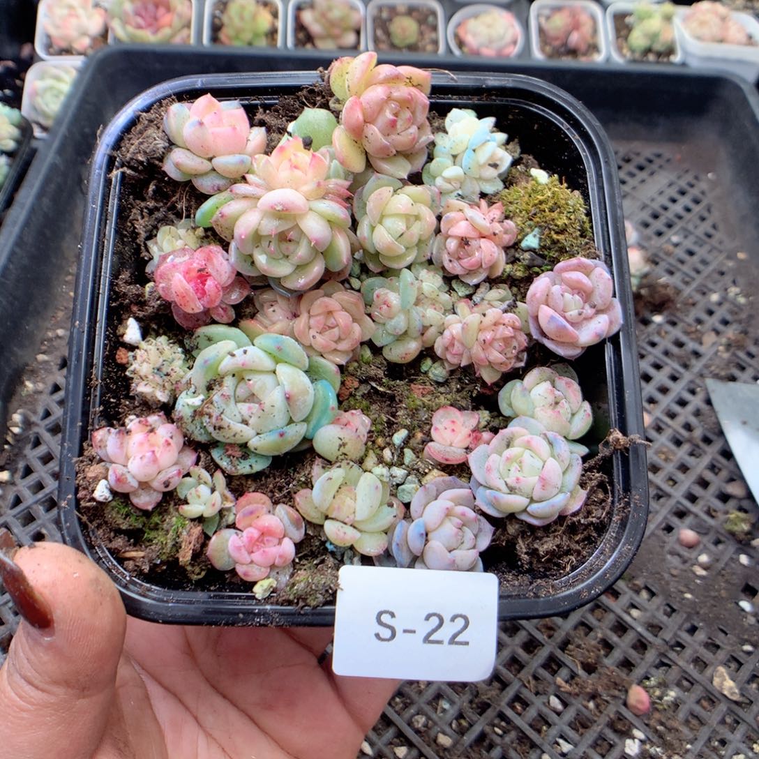 无花朵S22英语英语