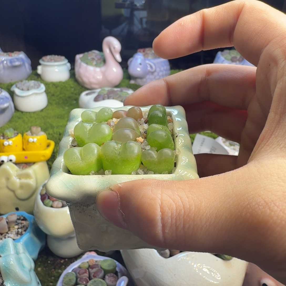 林***焱多肉葡萄的味道真的789