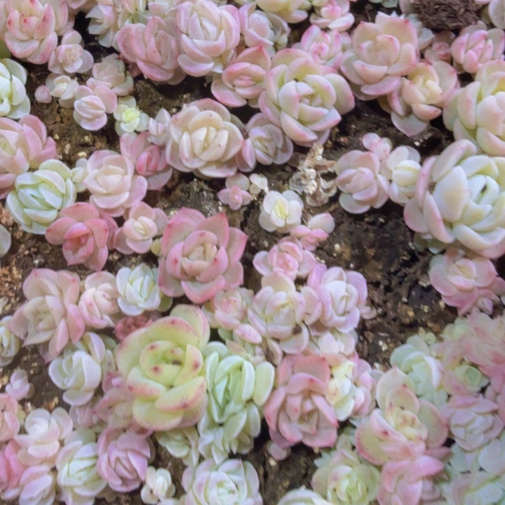 七彩糖心20颗以上发货一组