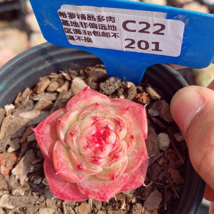 冻唇蜜5cm多肉植物