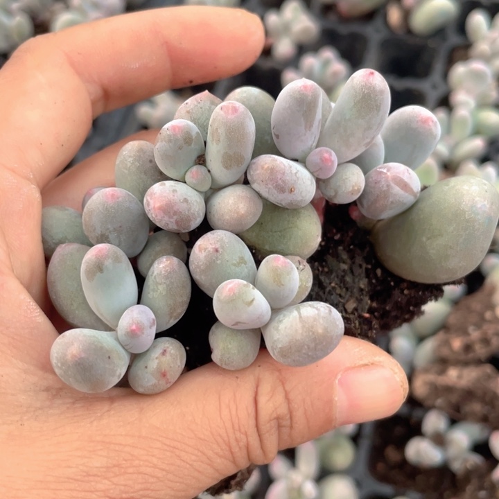 米可奶6颗一组满18包邮