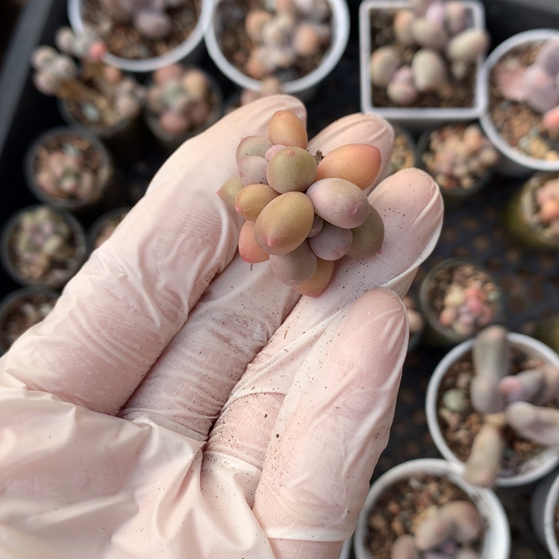 汉堡包奶酪多肉汉堡包