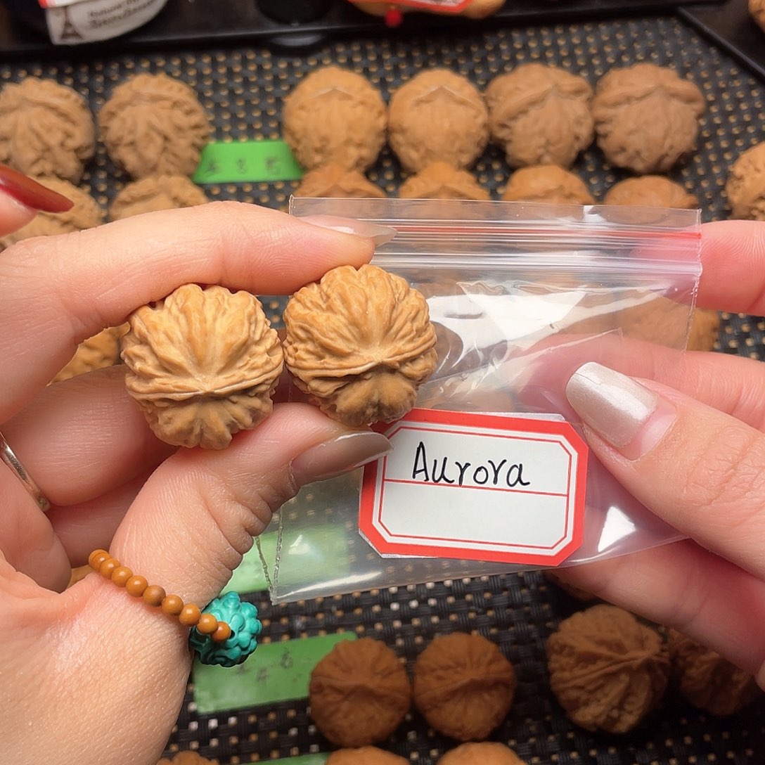 文玩核桃吊坠A****a26尺粗筋元宝