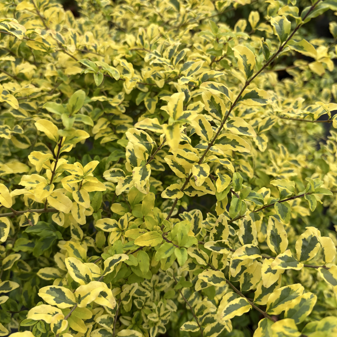 室外花镜观察植物地栽好养易活多年生耐热耐寒